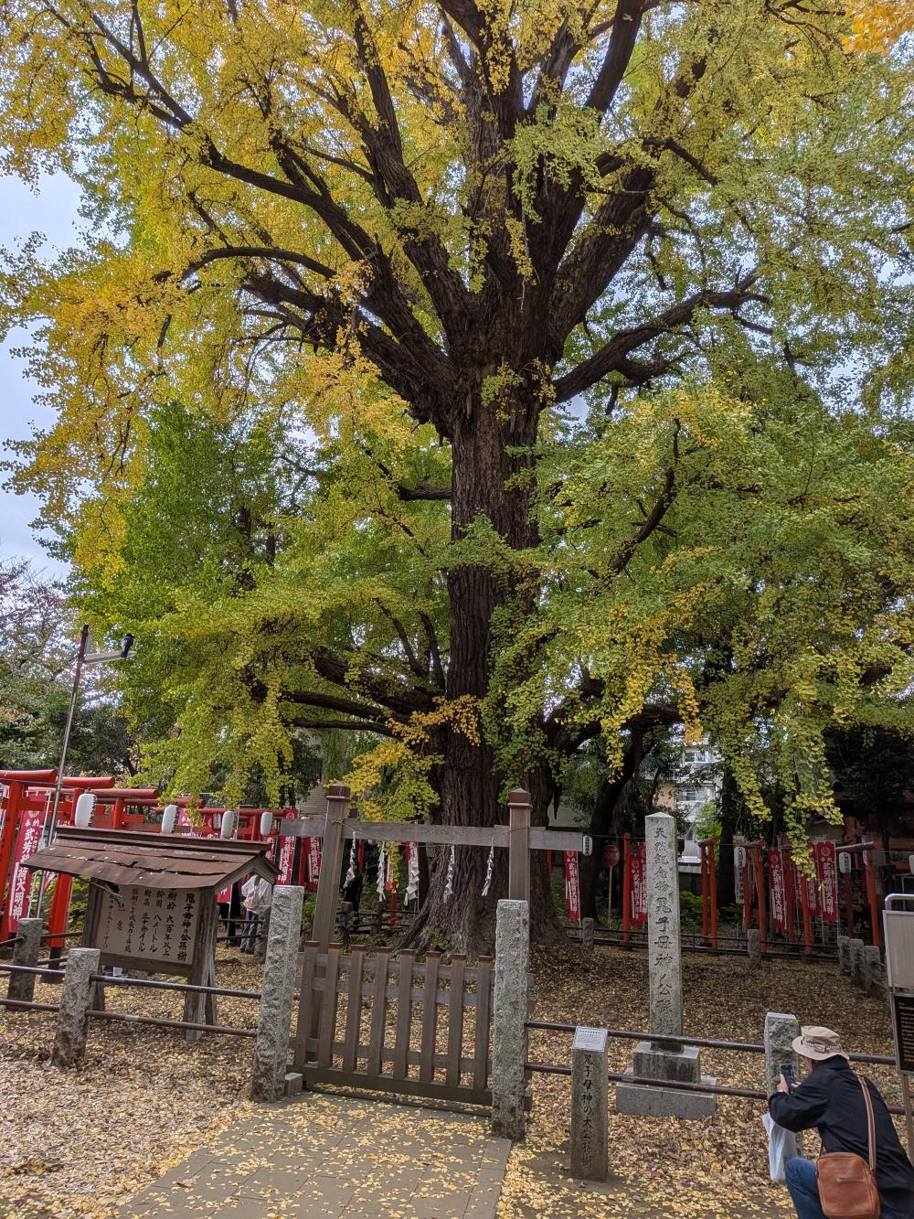 PXL_20251118_040951182